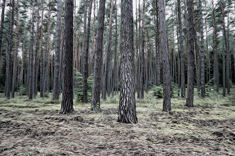 001 Baum Mecklenburgische Seenplatte SAM_3688 Kopie.jpg